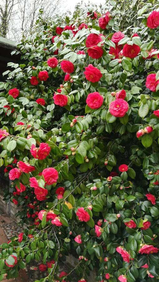 A Casa Giuli Bed & Breakfast Rimini