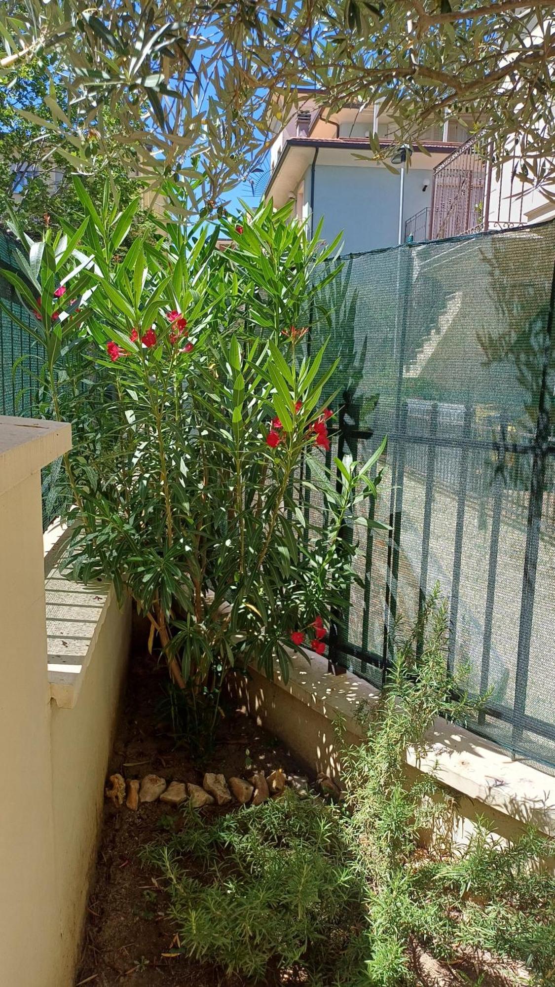 Ducale Rimini