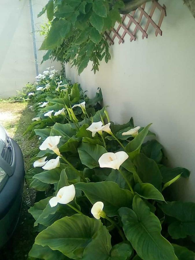 Goldene Rose Hotel
