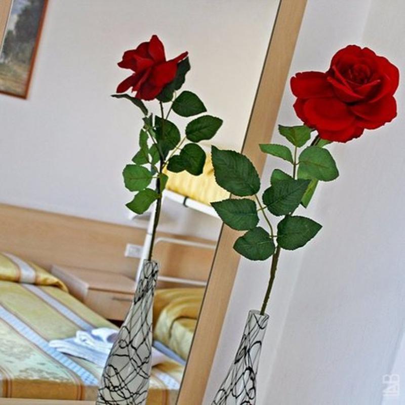 New Primula 3*